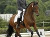 dressage horse Be Charming (Hanoverian, 2013, from Bon Bravour)