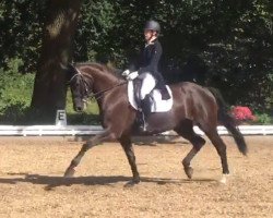 dressage horse Dauphin's Dream (Hanoverian, 2008, from Dauphin)