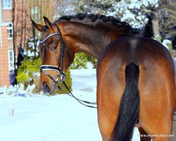 dressage horse Don Rousseau 4 (Westphalian, 2018, from Don Nobless)