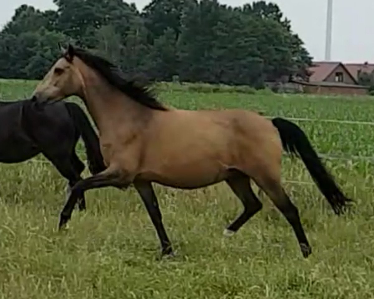 broodmare Franka (German Riding Pony, 2006, from Golden Dancer)