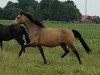 broodmare Franka (German Riding Pony, 2006, from Golden Dancer)