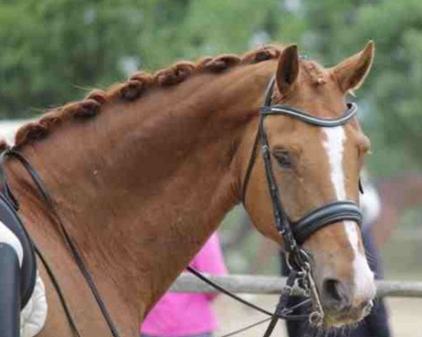 dressage horse Willi Wacker 11 (Hanoverian, 2001, from White Star)