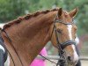 dressage horse Willi Wacker 11 (Hanoverian, 2001, from White Star)