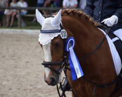 dressage horse Savania van de Viersprong (German Riding Pony, 2000)