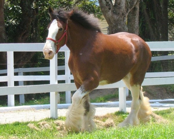 Zuchtstute Alamar Miracle (Clydesdale, 2006, von Maple Stone Reflection)