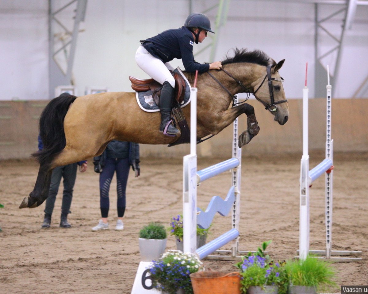 Springpferd Poetic Super Girl (Schwedisches Reitpony, 2003, von Poetic Justice)