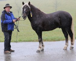 stallion Rotstein (Black Forest Horse, 2016, from Rubiniero)