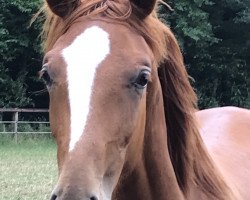 dressage horse For Diamonds (Westphalian, 2017, from For Romance I)