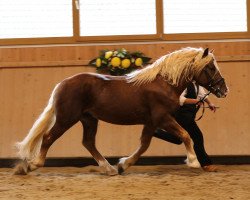 stallion Rubinstein (Black Forest Horse, 2015, from Rubiniero)