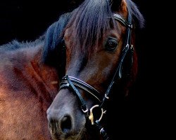 dressage horse Eizer (Polnisches edles Halbblut, 2012, from Cruzeiro L)