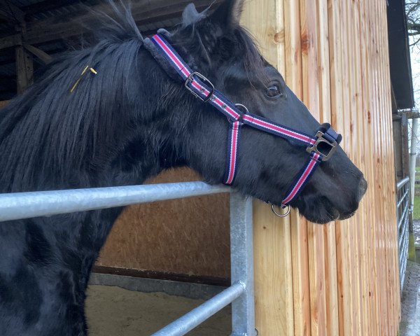 dressage horse Lillet Noir M (Hanoverian, 2019, from Libertad)