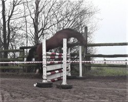 dressage horse Chance on Champ (Oldenburger Springpferd, 2015, from Chancenreich 2)