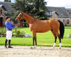 Springpferd Bora Ste Hermelle (Selle Français, 2011, von Taillefer de Sainte Hermelle)