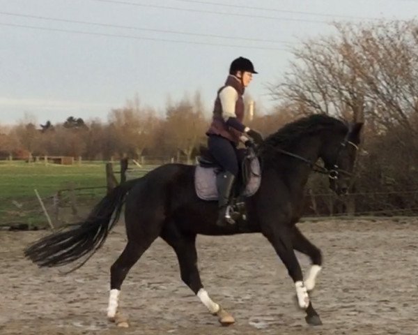 dressage horse Denny Crane 3 (Oldenburg, 2014, from Danciano)