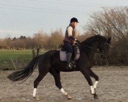 dressage horse Denny Crane 3 (Oldenburger, 2014, from Danciano)