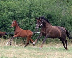 broodmare Haika (Hanoverian, 2013, from Hochadel)