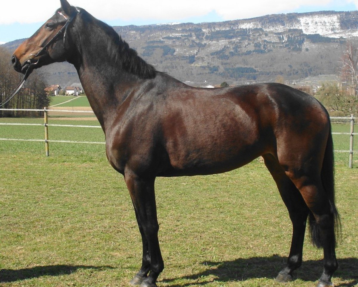 broodmare Hrh Tea Calida CH (Swiss Warmblood, 2000, from Calido I)