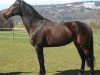 broodmare Hrh Tea Calida CH (Swiss Warmblood, 2000, from Calido I)