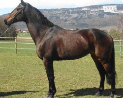 broodmare Hrh Tea Calida CH (Swiss Warmblood, 2000, from Calido I)