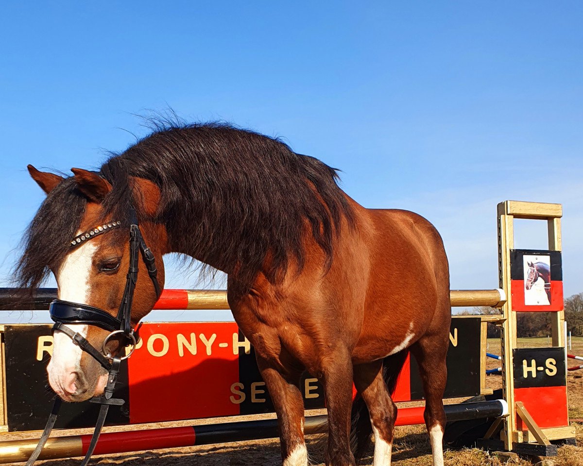 stallion Montender (Welsh-Pony (Section B), 2003, from The Braes My Mobility)