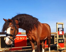 stallion Montender (Welsh-Pony (Section B), 2003, from The Braes My Mobility)