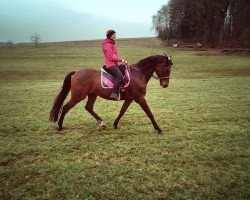 jumper Carrybo (Polish Warmblood, 2010, from Carry's Son)