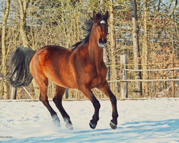 jumper Libelle 291 (Oldenburg show jumper, 2006)