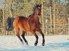 jumper Libelle 291 (Oldenburg show jumper, 2006)