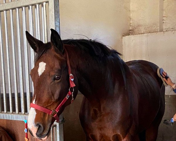 horse Cathy (German Sport Horse, 2011, from Skyman)