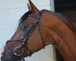 jumper Sunday 98 (German Sport Horse, 2012, from Sir Madlock)