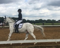 dressage horse Brukat vom Uttruper Hoek (Knabstrupper, 2008, from Brauner aus der schuetzenden Hand)