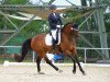 dressage horse Ben Joli (Westphalian, 2010, from Blickpunkt 4)