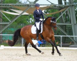 dressage horse Ben Joli (Westphalian, 2010, from Blickpunkt 4)