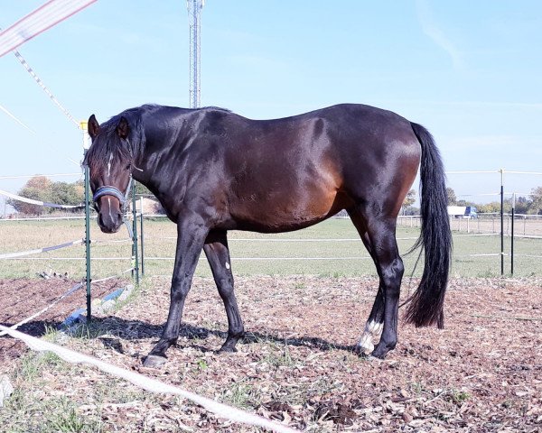 Springpferd Diddi (Deutsches Sportpferd, 2014, von Discar)