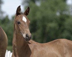 Dressurpferd Cosmo Star (Deutsches Reitpony, 2020, von DSP Cosmo Royale)