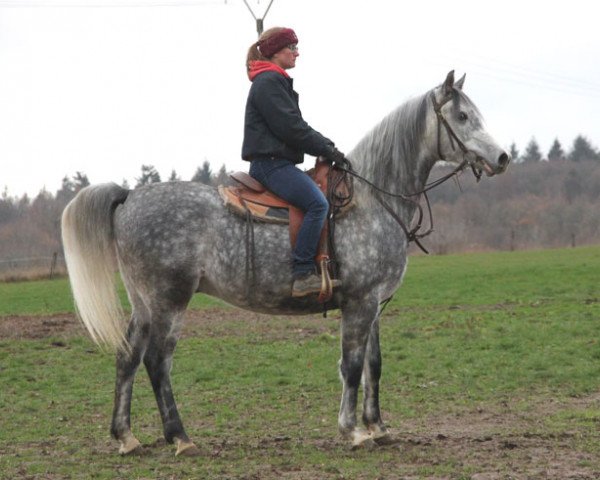Pferd Adagio (Vollblutaraber, 2013, von Kahil Al Shaqab ox)
