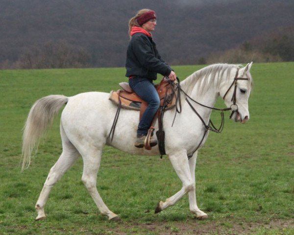 Pferd Emden (Vollblutaraber, 2015)