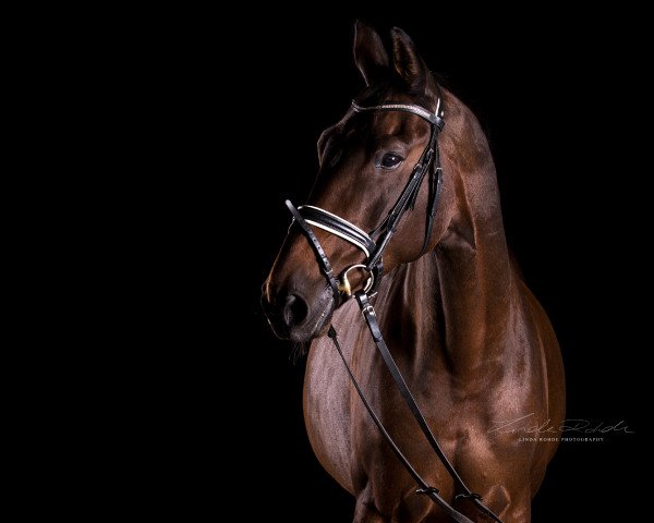 dressage horse Kaline 19 (Oldenburg, 2003, from K2 T)