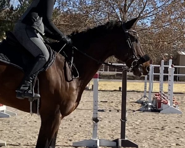 Pferd Giant Gentleman (Belgisches Warmblut, 2006, von Cielo B)