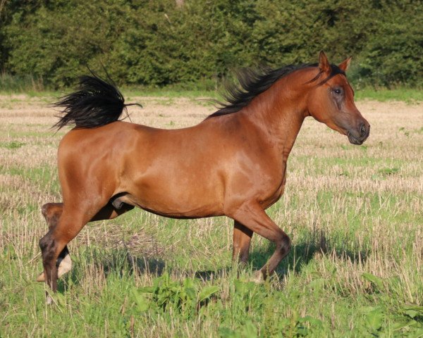 Pferd Venathan (Vollblutaraber, 2012, von Gf Maschuk ox)