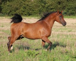 horse Venathan (Arabian thoroughbred, 2012, from Gf Maschuk ox)