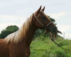 horse Vin Diesel (Arabian thoroughbred, 2011, from Desant ox)