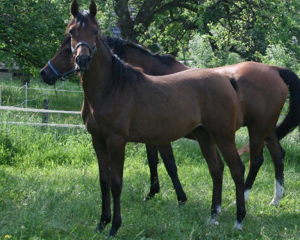 horse Patriotisma (Arabian thoroughbred, 2008, from Mir Khan)