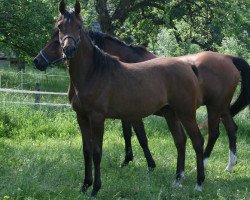 Pferd Patriotisma (Vollblutaraber, 2008, von Mir Khan)