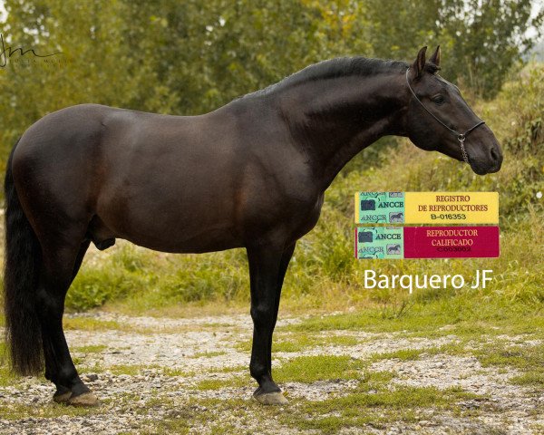 Deckhengst Barquero JF (Pura Raza Espanola (PRE), 2008, von Amoroso L)