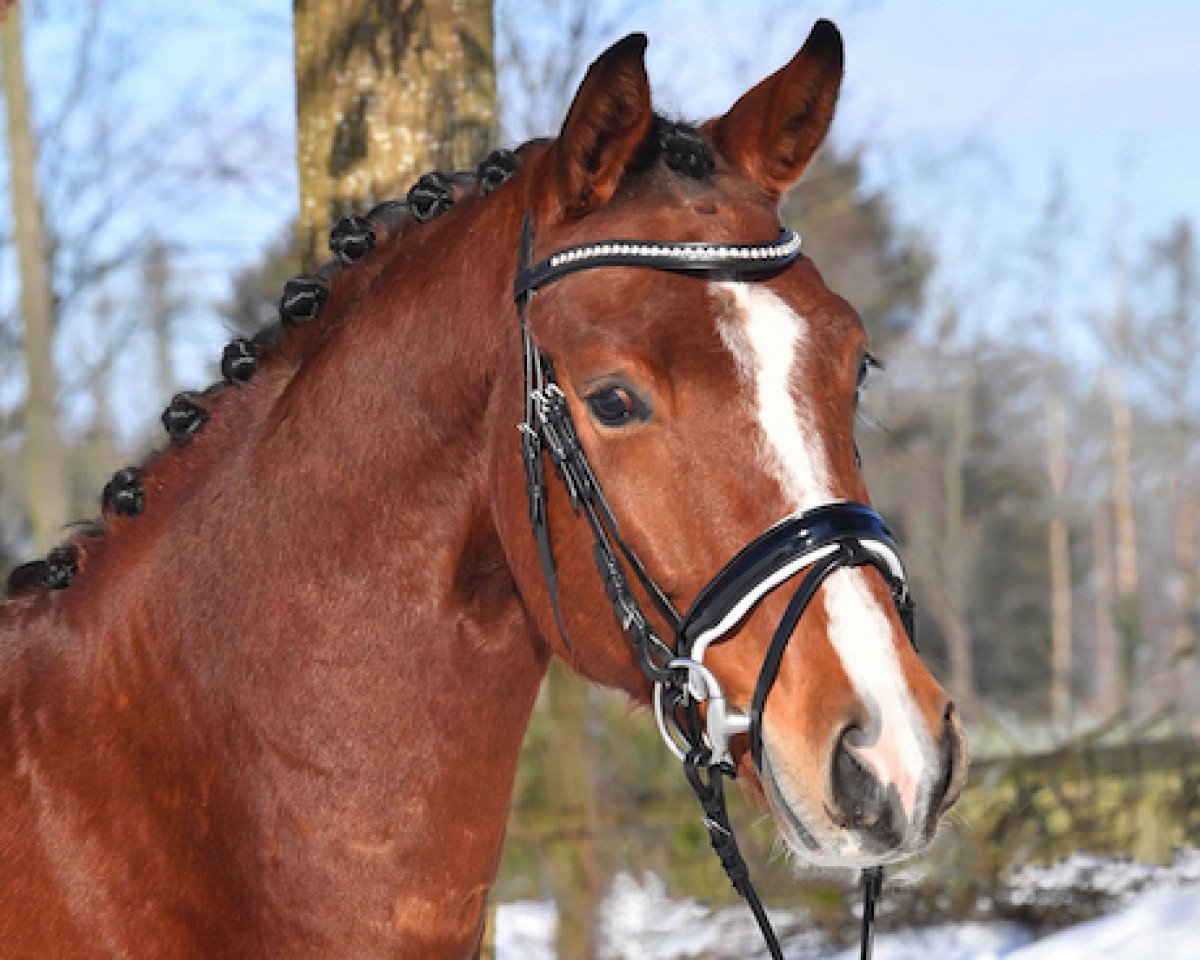 dressage horse Fuego (Oldenburg, 2017, from Fürst Jazz)