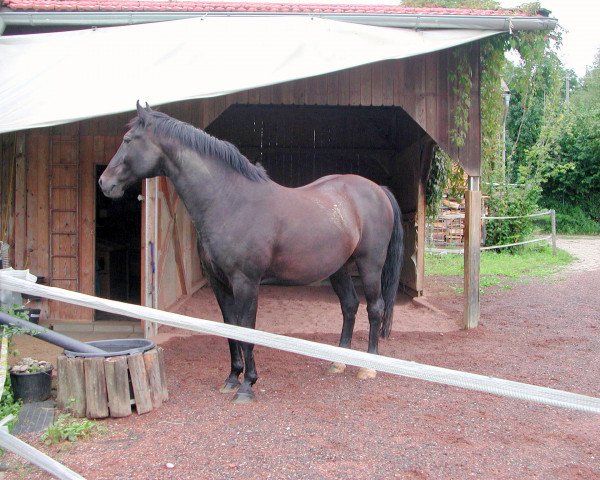Pferd Scampi (Bayer, 1990, von Salut)