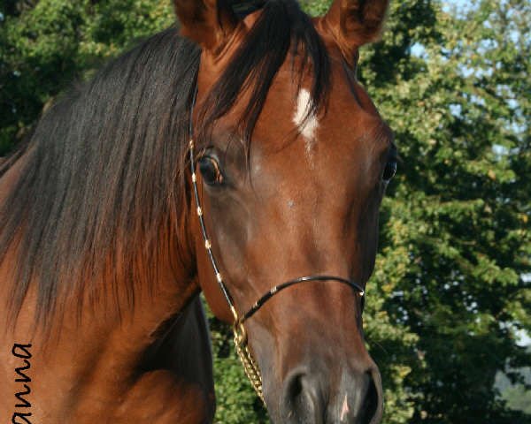 broodmare Vanilla Sky (Arabian thoroughbred, 2008, from Mir Khan)