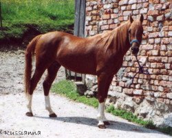 horse Fly Belushi (Arabian thoroughbred, 1996, from Balaton 1982 ox)