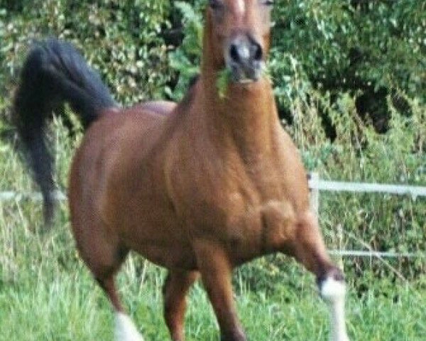 horse Fly Nathanael (Arabian thoroughbred, 1995, from Nagadir ox)